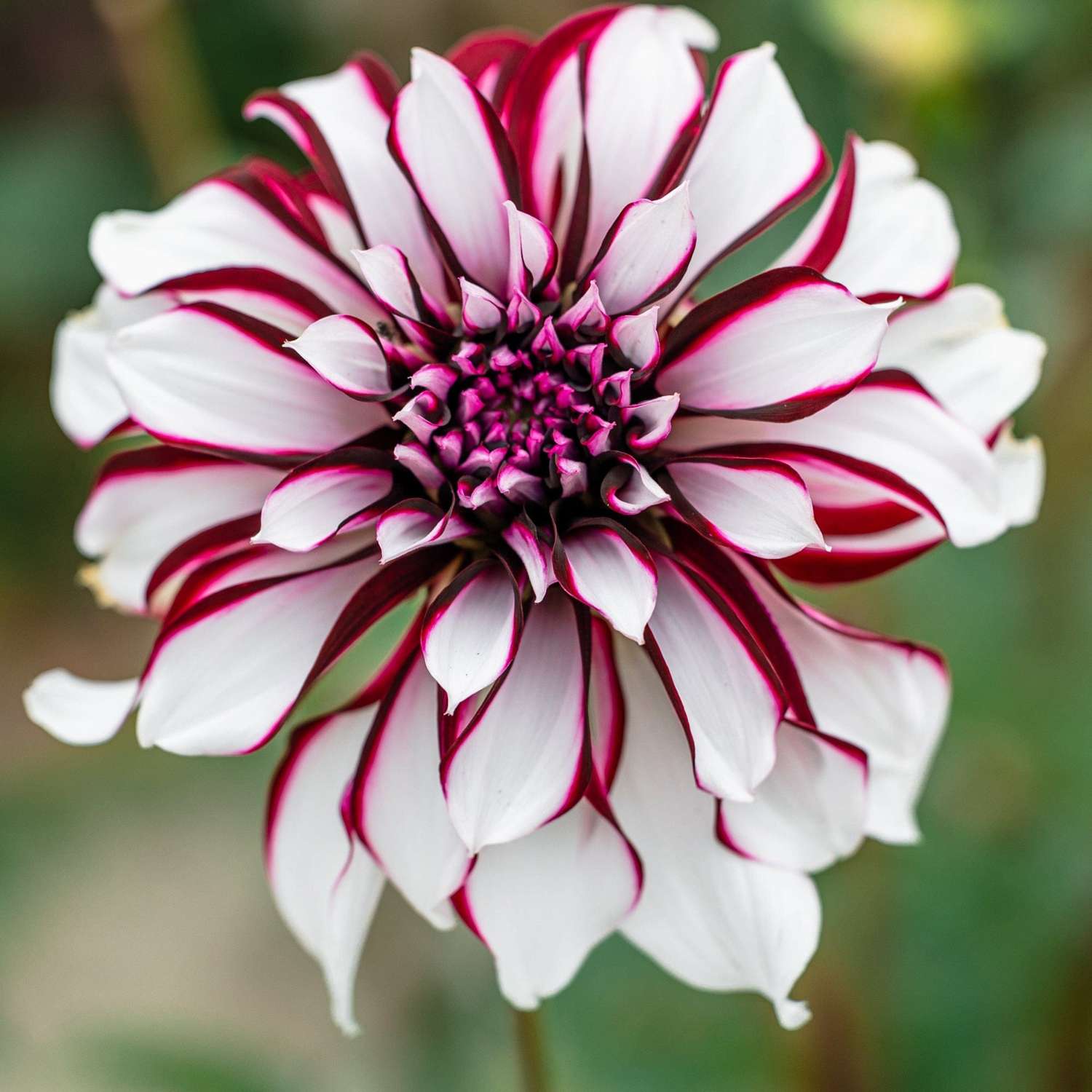 Dahlie 'Tartan'